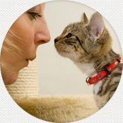Pet Stain & Odor Removal Service